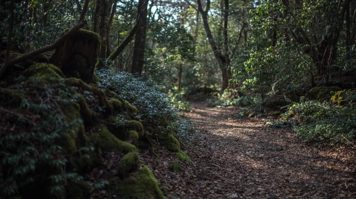 ‘Aokigahara’ Stealer Targets ‘Developer Keyrings’ & AI Assistants
