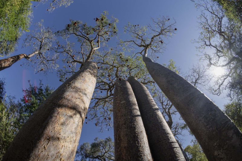 Criminal Probe Launched in South Africa Over Contraband Baobabs Bound for Georgia
